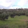 olijfbomen van natuurvriendelijke producent BeCollective