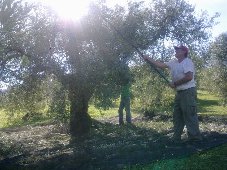 medewerker van natuurvriendelijke olijfolieproducent Huertoliva oogst olijven