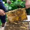 lokale amsterdamse honingproductie