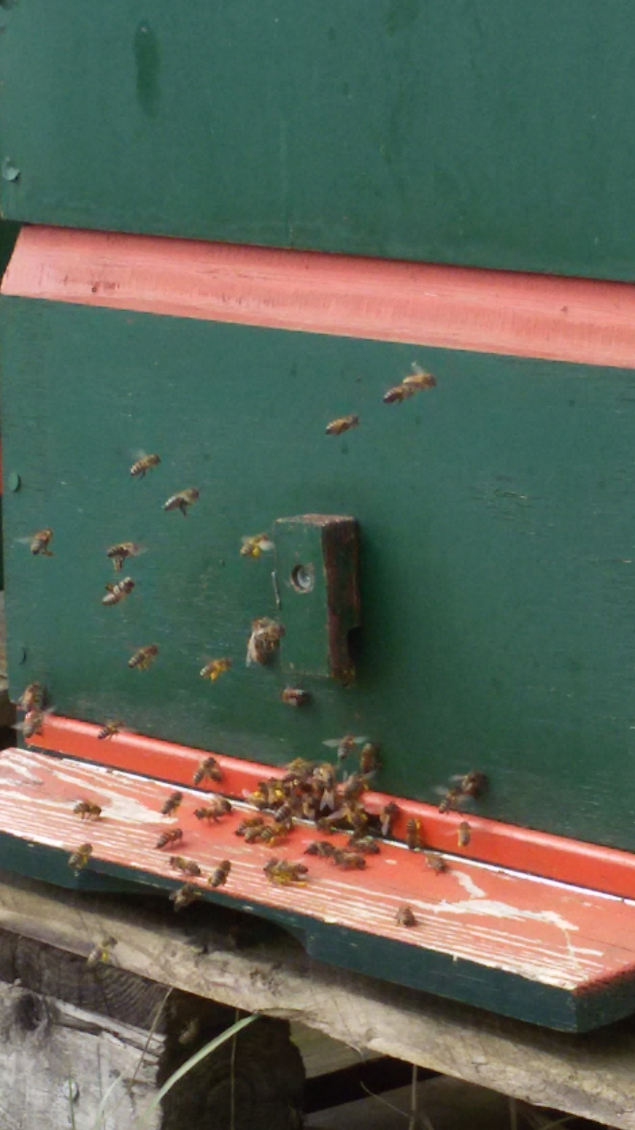 lokale amsterdamse bijen maken honing