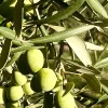 permaculture olives