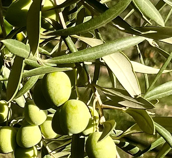 permaculture olives