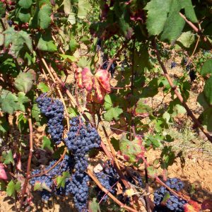 De zeldzame nibio wijndruif