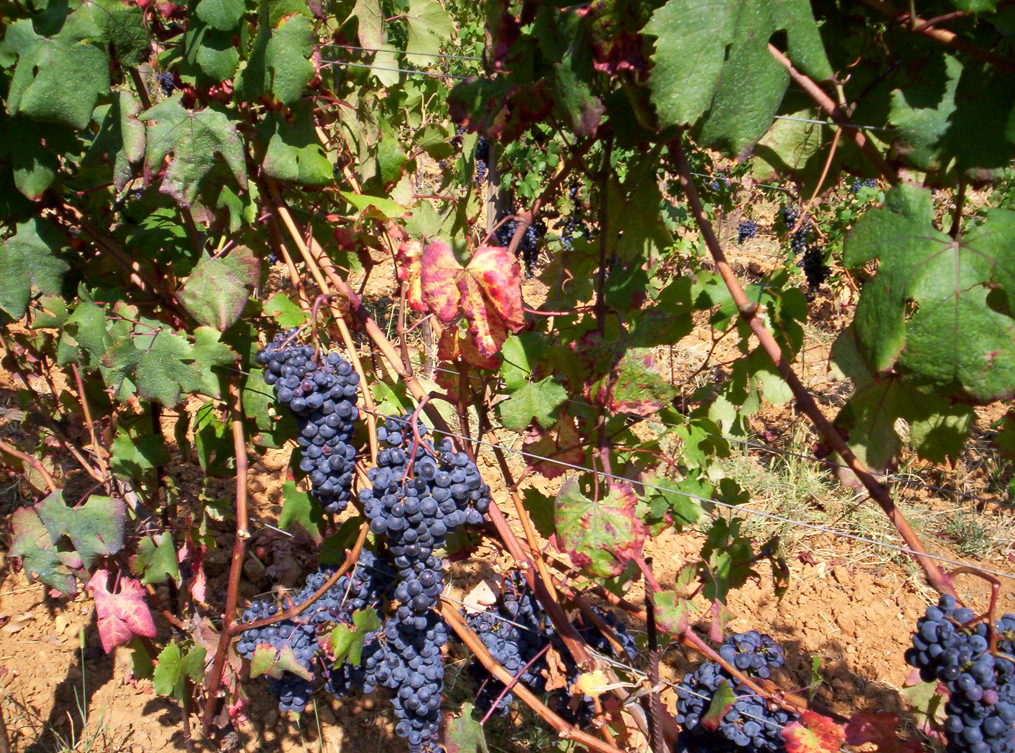 Nibio De zeldzame nibio wijndruif