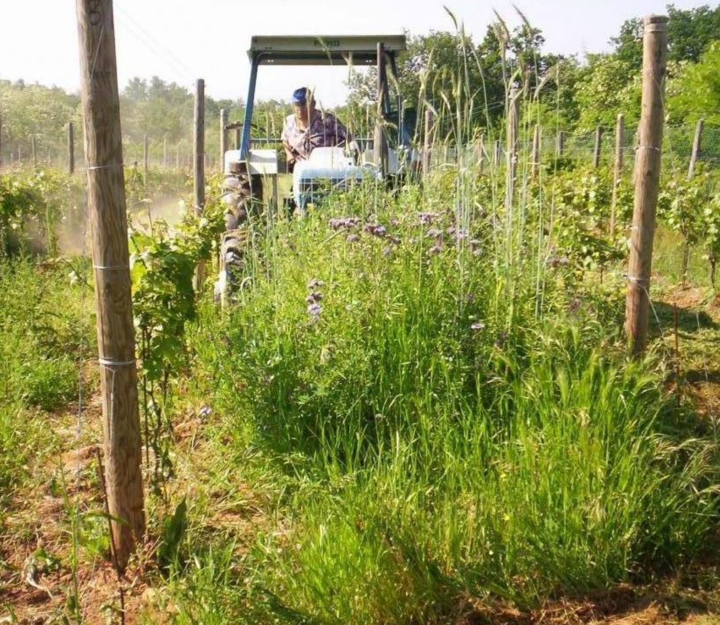 Italiaanse biologische wijnboer