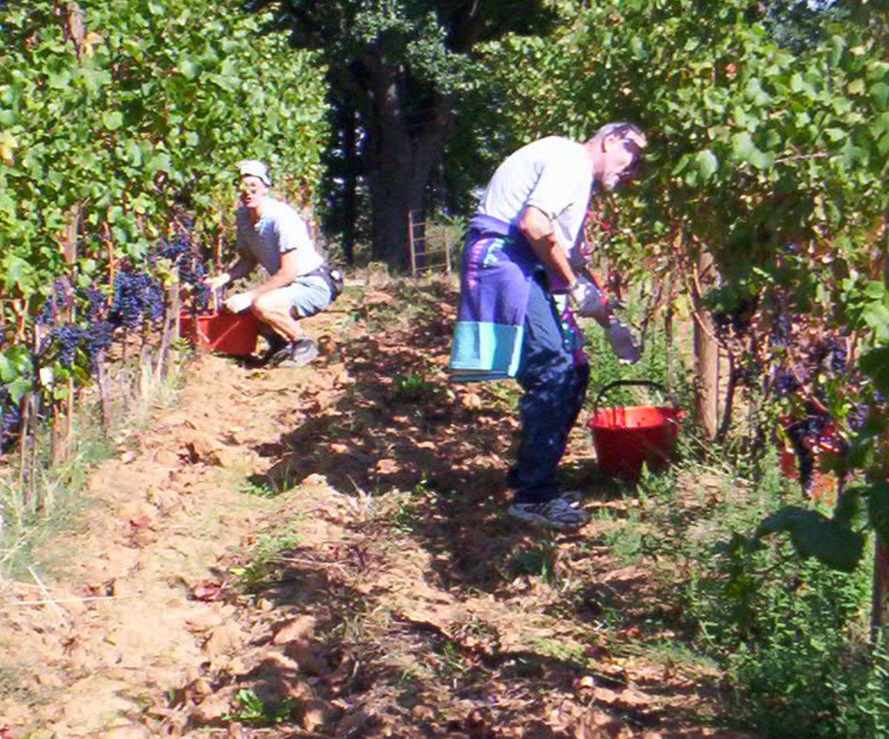 handgeplukte biologische druiven voor wijn